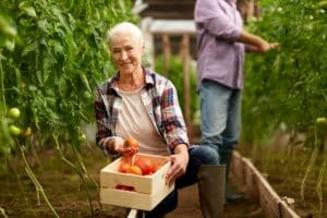 old woman picking tomatoes up at farm greenhouse